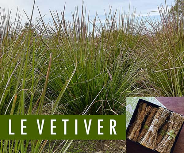Le Vetiver Isl Aromatherpaie avril22 c