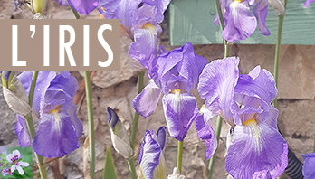 Méditation olfactive autour de l’Iris