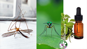 Huiles essentielles anti-moustiques : parlons-en !