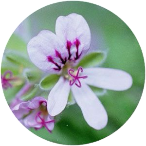 Fleur de géranium — logo ISL Aromathérapie